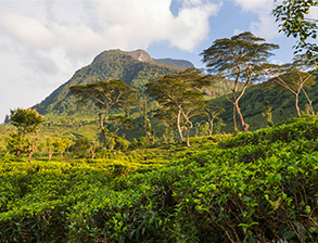 Nuwaraeliya